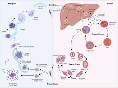 Decrypting the complexity of the human malaria parasite biology through systems biology approaches